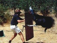dangerous-australian-native-wildlife-cassowary-att.jpg