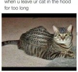 cat_hood.jpg