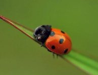 ladypug.jpg