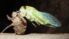 cicada2_bohlmeyer.jpg