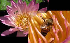 Flower Bee Diptych 3 jpeg mistaken unfinished version - posting size.jpg