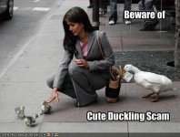 beware-of-the-cute-duckling-scam.jpg