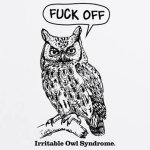 irritable owl.jpg