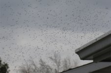 mosquitoes-swarm-over-gutter-MS-Chelmsford.jpg