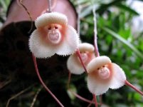 grinning monkey orchid.jpg