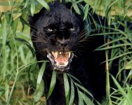 black jaguar animal.jpg