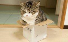 maru_the_cat__3188629b.jpg