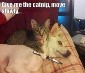 cat-dog-pictures-4.jpg