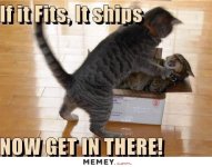 funny-cats-fighting-box.jpg