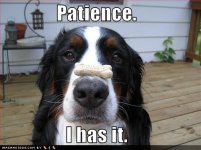 funny_dog_pictures_dog_has_patience.jpg