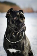 6f7e27139e132d36af59055a363c2563--cane-corso-italian-mastiff-cane-corso-mastiff.jpg