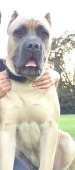 4326617f9b611d66bafee41f6a0f2e50--cane-corso-italian-mastiff-pet-pet.jpg