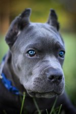 6793372d88a74492e219ad301804e854--cane-corso-puppies-mastiff-puppies.jpg