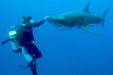 Diver-strokes-great-white-shark-photos-831174.jpg