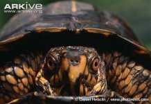 Three-toed-box-turtle-T-c-triunguis-head-detail.jpg