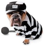 63296db723616538fa3357f71f891674--dog-halloween-costumes-pet-costumes.jpg