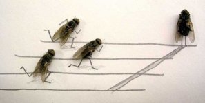 dead-flies-funny-photos-1.jpg