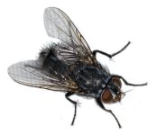 house-fly-pure-defense-pest.jpg