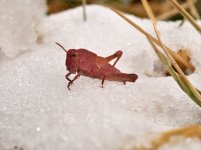 hopper in snow.jpg