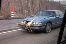 car-deer-accident-big.jpg