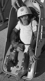 Ham_the_chimp_(cropped).jpg