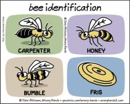 bee-identification.jpg