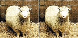 dolly_cloned_sheep.jpg