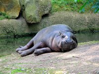 pygmy_hippopotamus1.jpg