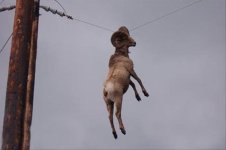 ram-dangling-from-wire.jpg