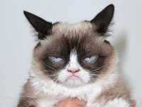 grumpy-cat.jpg