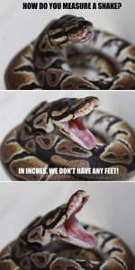 SnakeFeet.jpg