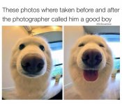 f1c5674fb2c6b2c0a4967a48727f3caf--funny-dog-funny-puppies.jpg