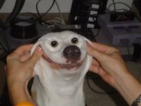 funny-dog-one.jpg