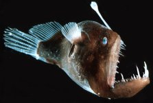 deep-sea-angler-fish-.jpg