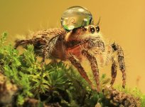 jumping-spider-waterdrop-hats-uda-dennie-4.jpg