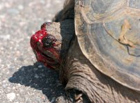 snapping-turtle25.jpg