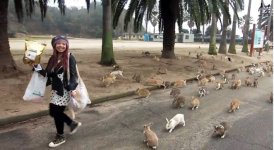 Rabbit-Island-Okunoshima-Japan-2.jpg