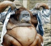 Funny-Fat-Animals-01.jpg