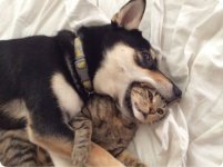 cat-in-dog-mouth-precarious-situation-r-default.jpg