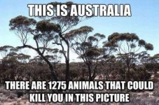 australia-the-land-of-everything-that-will-kill-you-and-kangaroos-photos-5.jpg