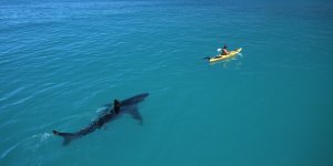 o-WHITE-SHARK-SEA-KAYAK-facebook.jpg