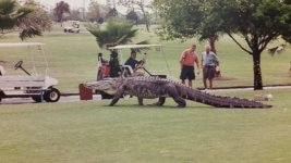 giant-florida-alligator.jpg