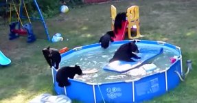 black-bear-pool-party-photo.jpg