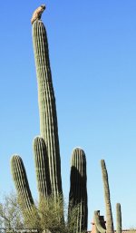 cactus-cat-001.jpg