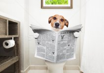 7355230_stock-photo-dog-on-toilet-seat-reading-newspaper.jpg