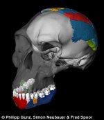 265065C800000578-2979646-Scientists_used_3D_imaging_techniques_to_reconstruct_the_skull_o-a-53_1.jpg