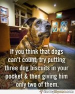 dogs-can-count-biscuits-funny-picture-captions.jpg