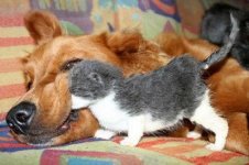 cute-kitten-and-dog-pals-400x266.jpg