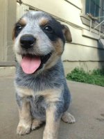 01d0645f0274a591762c6aa209abd225--blue-heelers-australian-cattle-dog.jpg