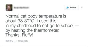 catthermo.jpg